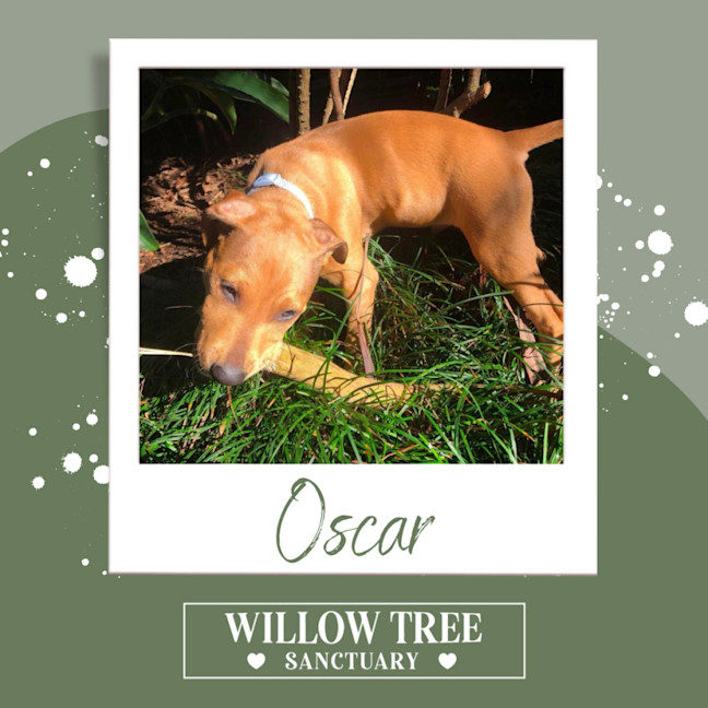 Photo of Oscar