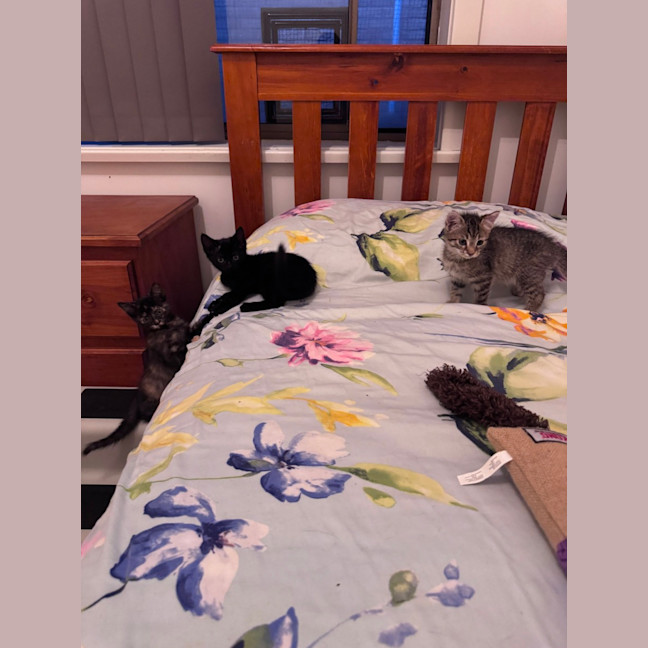 Photo of Meowser   7 Week Old Domestic Short Hair