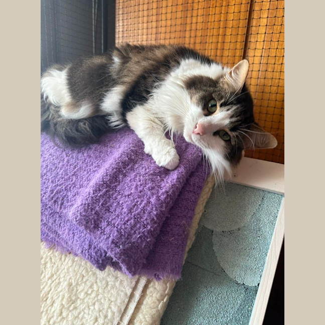 Photo of Minerva (Can Possibly Transport To You)