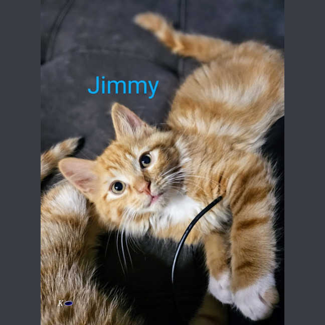 Photo of Jimmy Meet Me @Petstock Carrum Downs Store