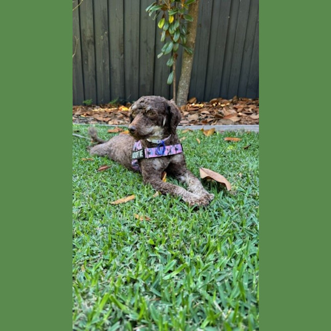 Photo of Coco & Bubbles   3 & 1 Yo Toy Poodle