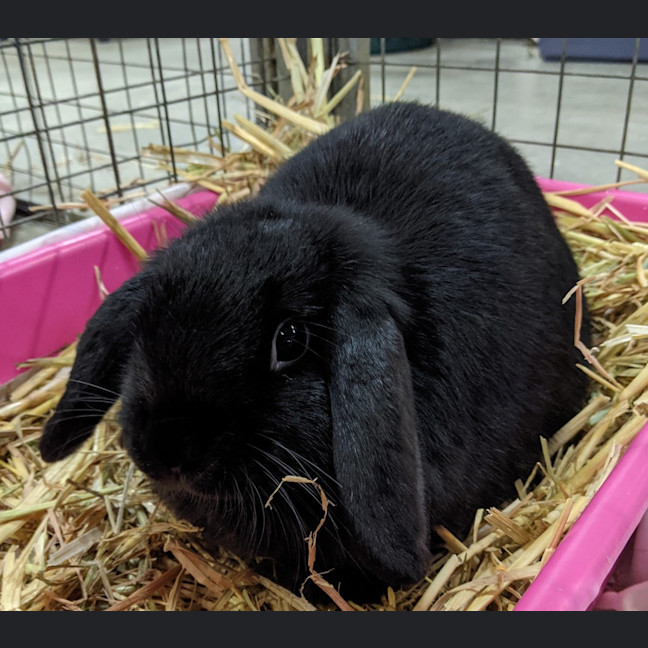 Photo of Lilly
