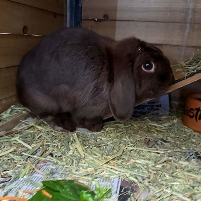 Photo of Sunny
