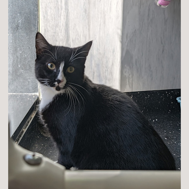 Photo of Sparkle 