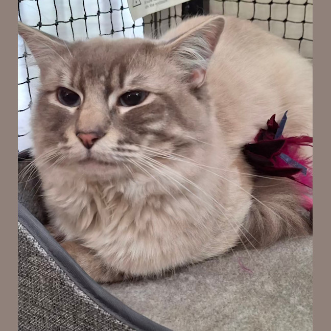 Photo of Vanilla * 9 Lives Project Rescue*