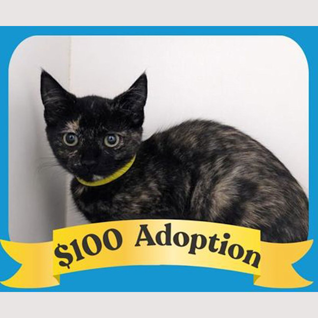 Photo of Maiden Hair