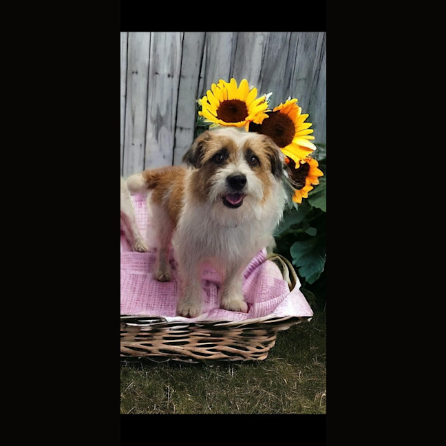 Photo of Chewy