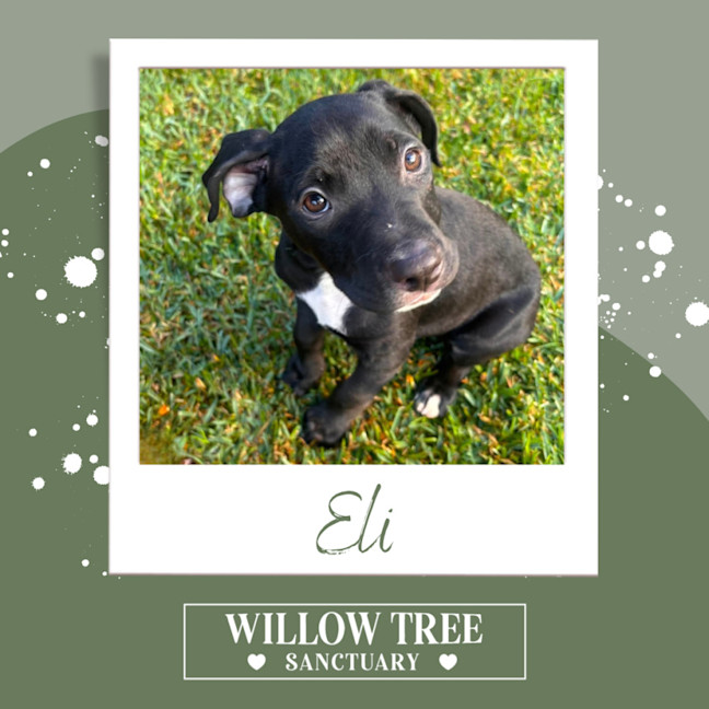 Photo of Eli