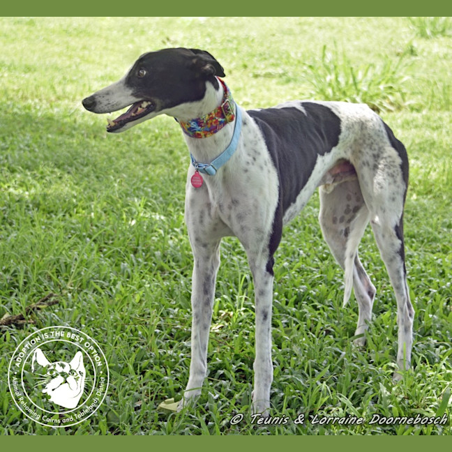 Photo of Poh (Hara's Poh)