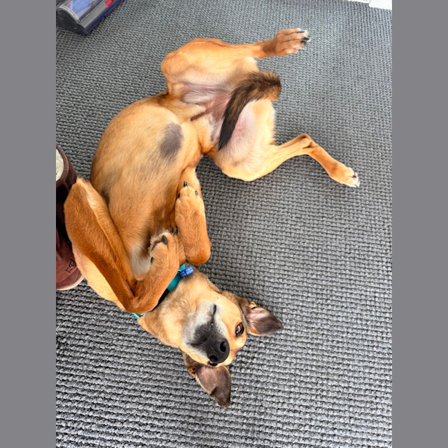 Photo of Snickers & Caramel