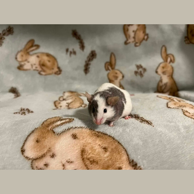 Photo of Hank & Joel