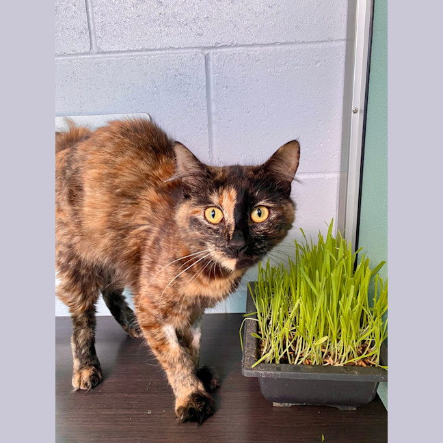 Photo of Izzy