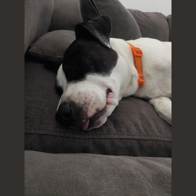 Photo of Nightingale