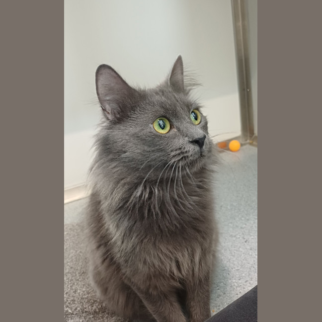 Photo of Rogue