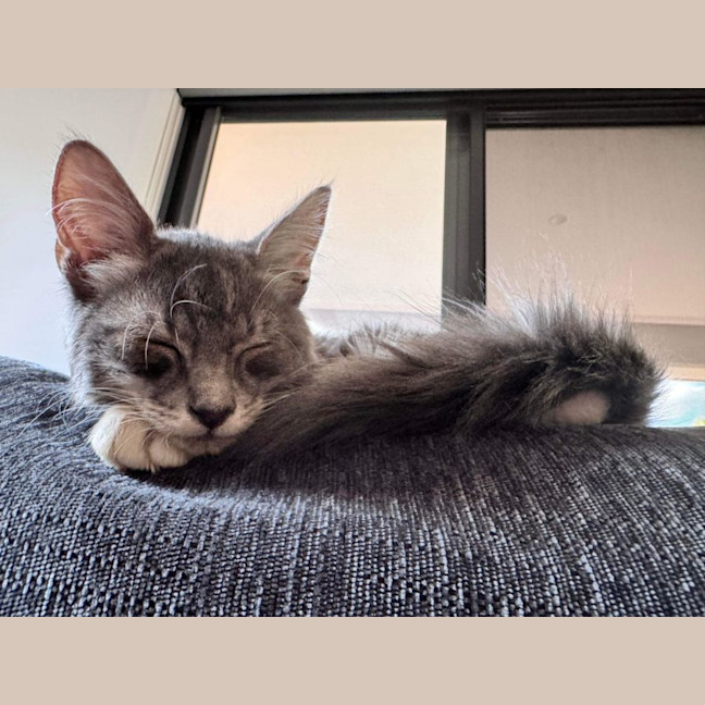 Photo of Nugget