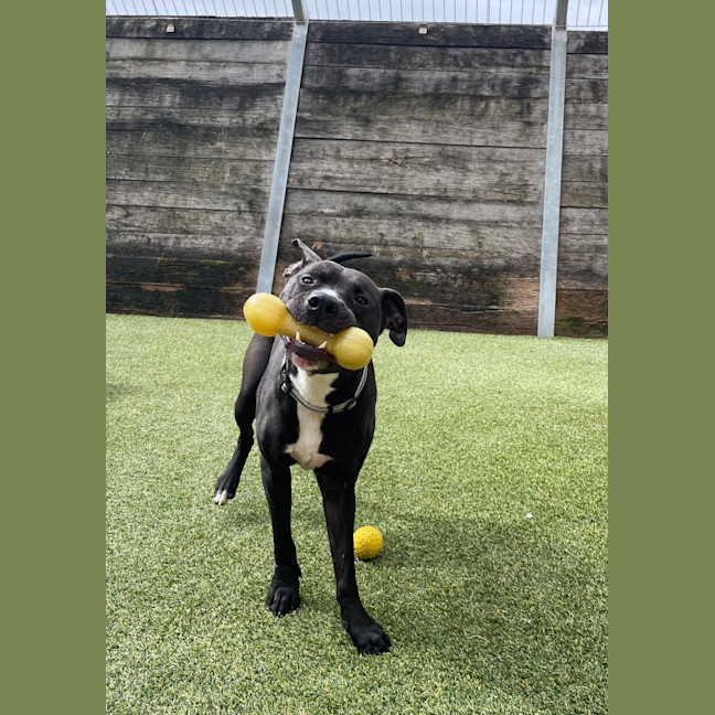 Photo of Bullet