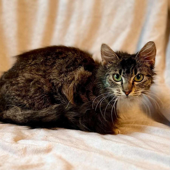 Photo of Peaches   In Foster Care In Doncaster