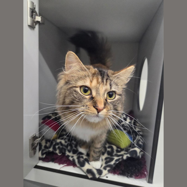 Photo of Cassie (Bonded With Polly)