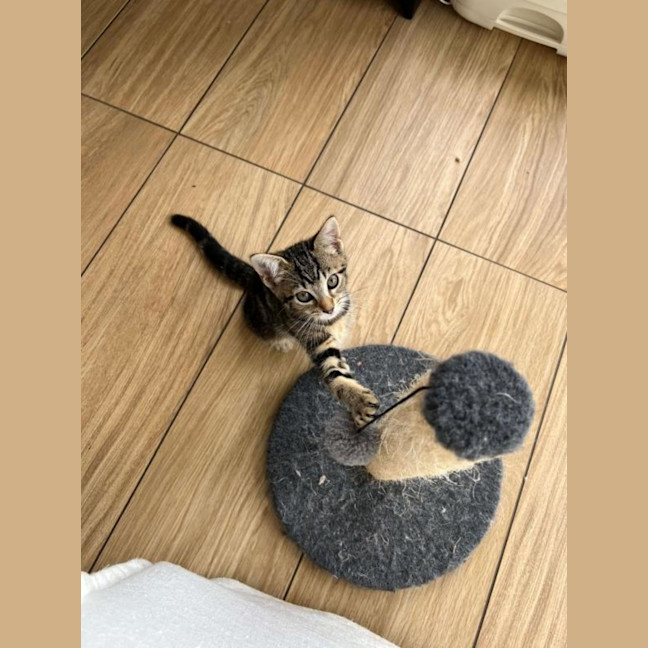 Photo of Nala
