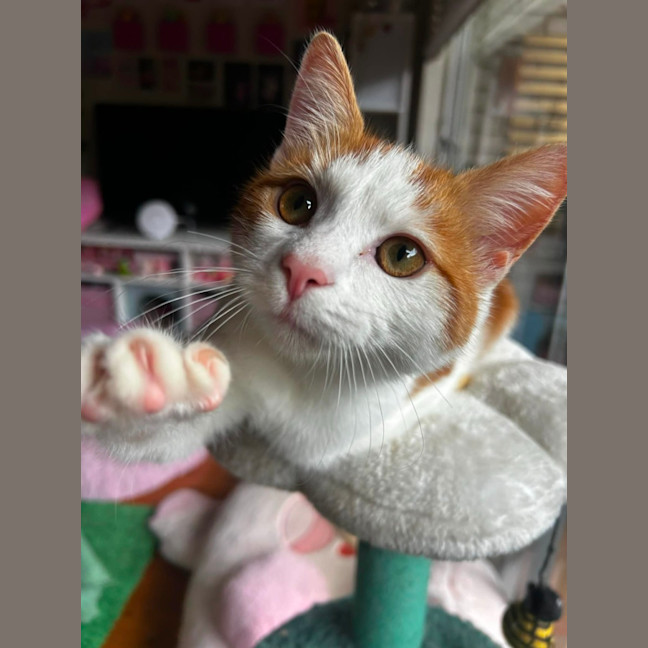 Photo of Tater Tot