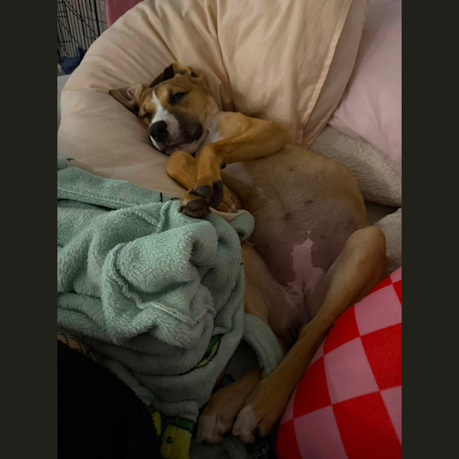 Photo of Nova