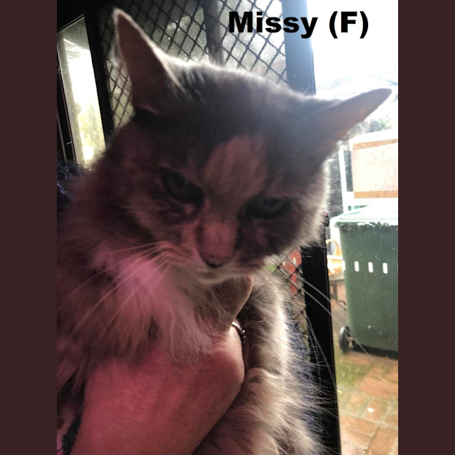 Photo of Missy
