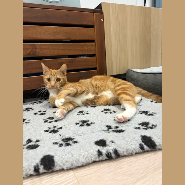 Photo of Peanut