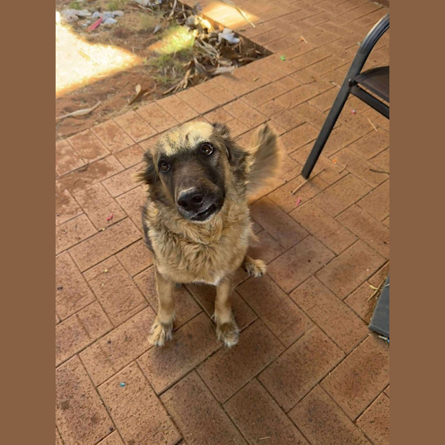 Photo of Lilly Rose (Ziggy)