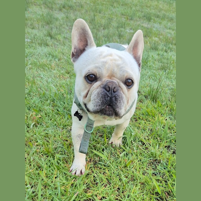 Photo of Louis