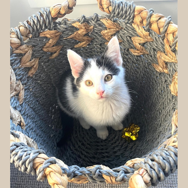 Photo of Possum