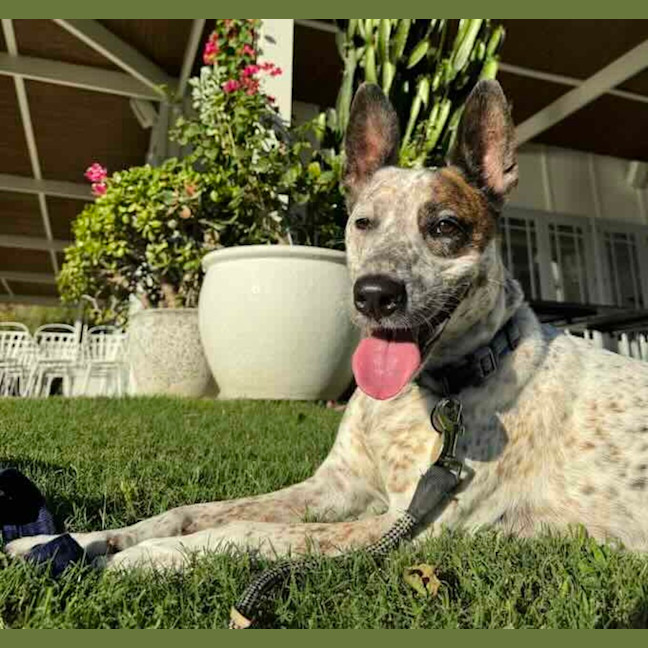Photo of Rex