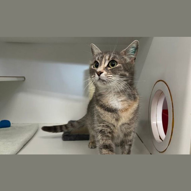 Photo of Choupette