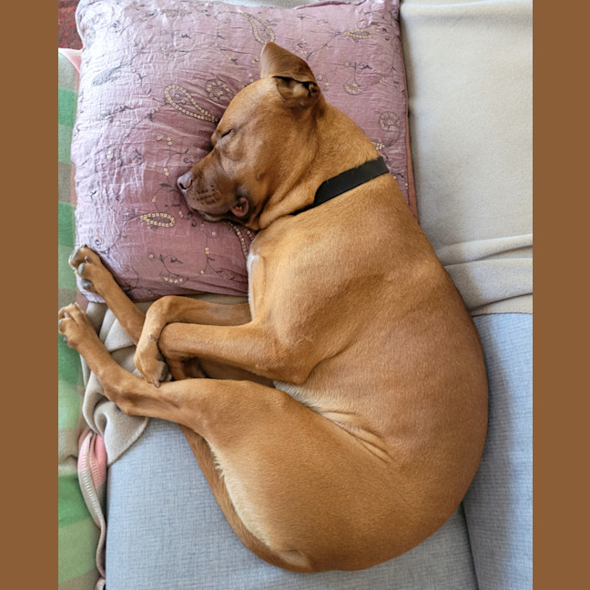 Photo of Boof   2 Year Old Mastiff X