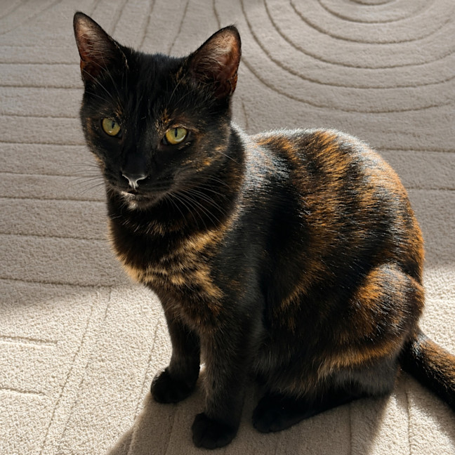 Photo of Shinobu