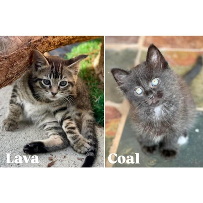 Photo of 11136/9   Coal & Lava