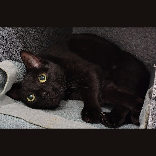 Photo of Siren
