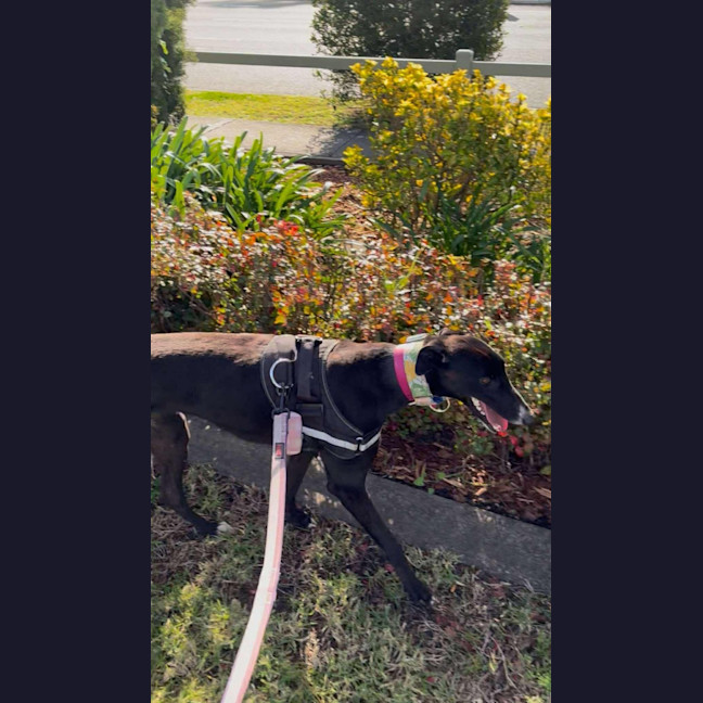 Photo of Layla, The Greyhound