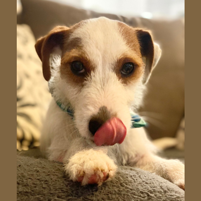 Photo of Sweetie Pie