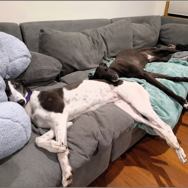 Photo of Heidi & Tuppence
