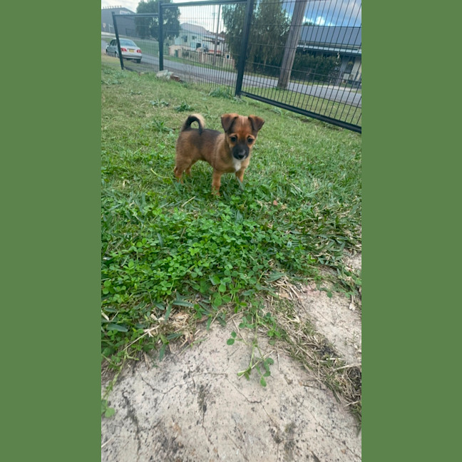 Photo of Meenie