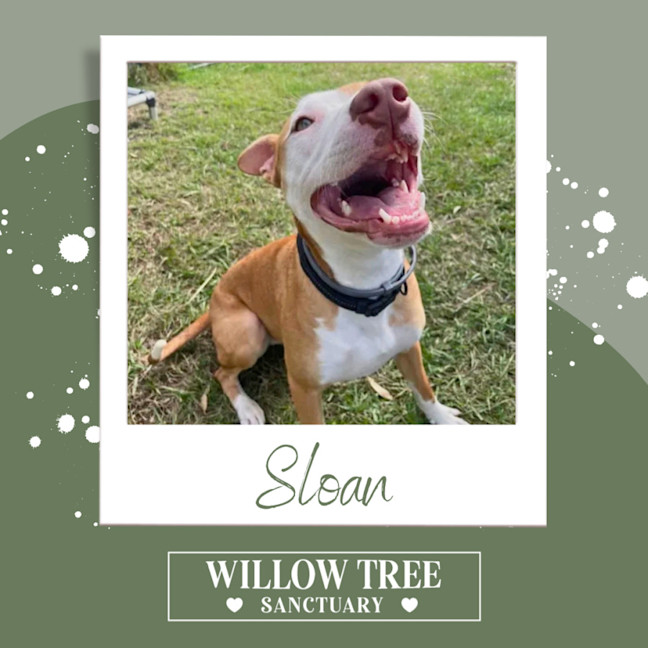 Photo of Sloan