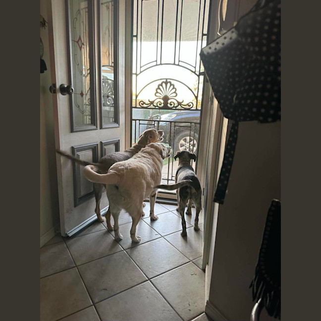 Photo of Archie Dog