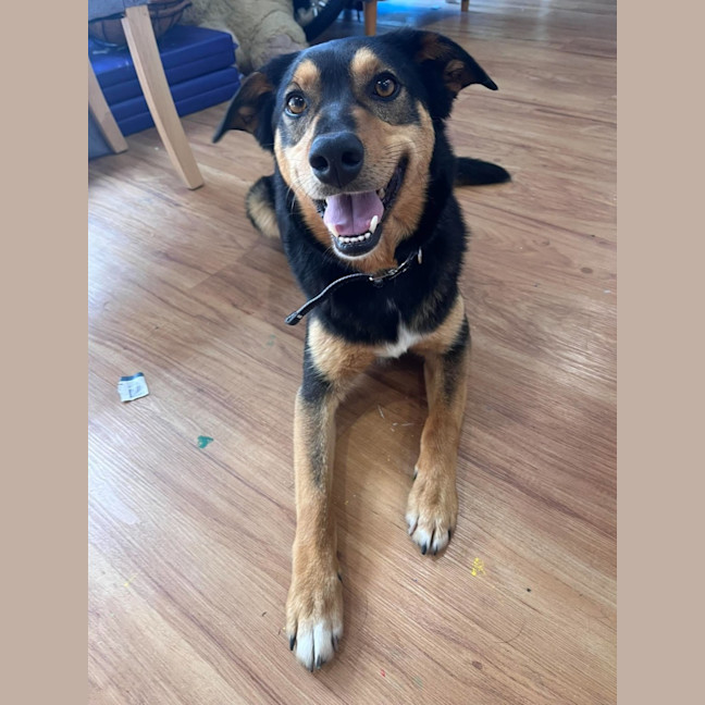 Photo of Finn 