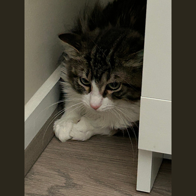 Photo of Bobble