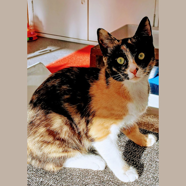 Photo of Callie