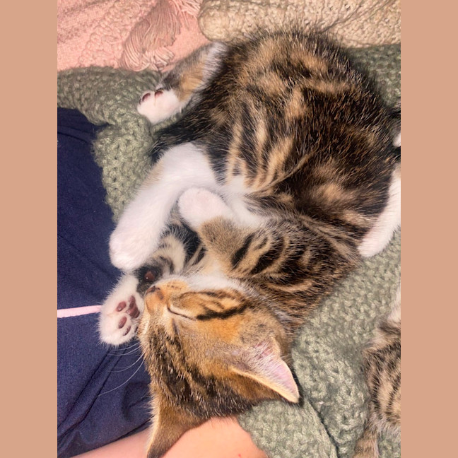 Photo of Pumpkin 