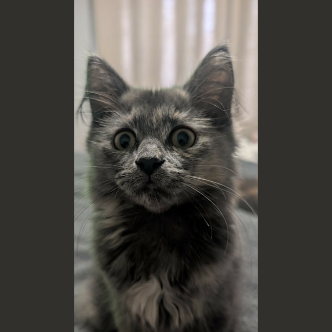 Photo of Misty