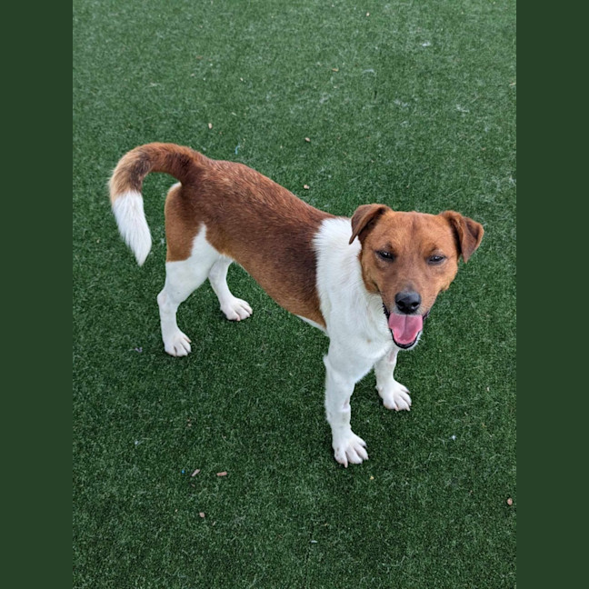 Photo of Roscoe Imp 2038