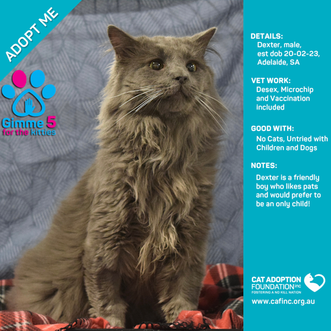 Photo of Dexter Only $50 Limited Time!