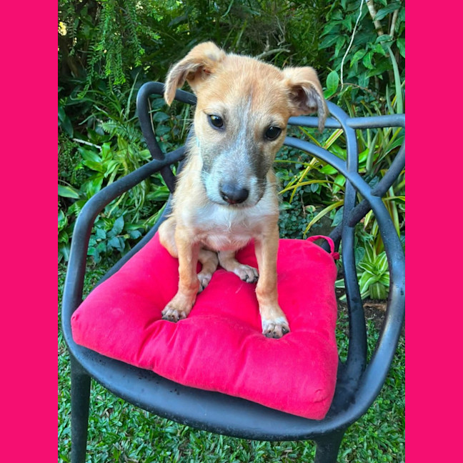 Photo of Scamp